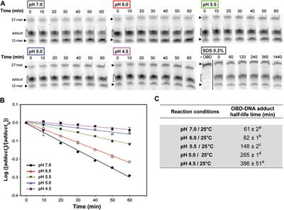 Acidic pH Decreases the Endonuclease Activity of Initiator RepB and Increases the Stability of the Covalent RepB-DNA Intermediate while Has Only a Limited Effect on the Replication of Plasmid pMV158 in Lactococcus lactis